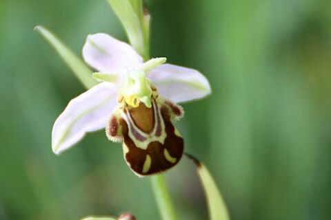 Orchidée sauvage blanche et marron