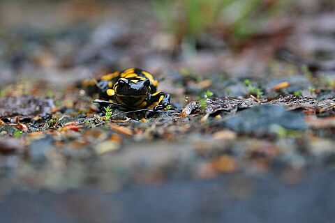 Salamandre noire et jaune sur la berge
