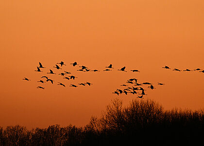 Vol de grues sur un ciel orangé au coucher du soleil