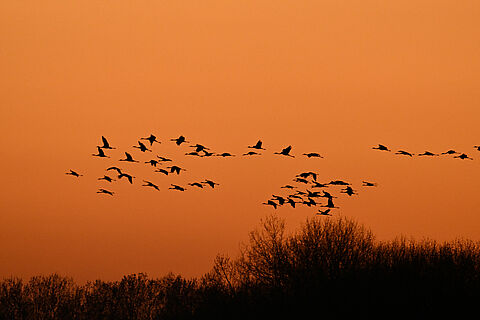 Vol de grues sur un ciel orangé au coucher du soleil