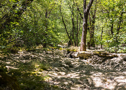 Lit asséché au milieu de la forêt