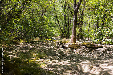 Lit asséché au milieu de la forêt