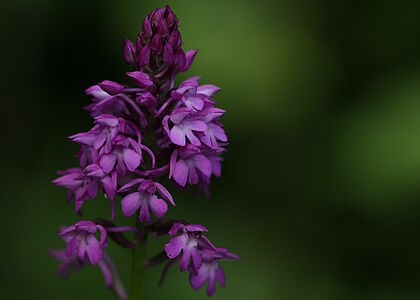 Orchidée de couleur violette