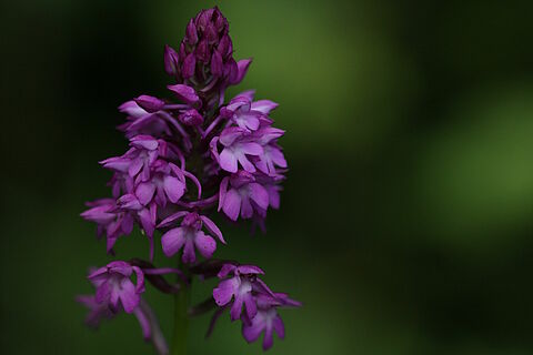 Orchidée de couleur violette