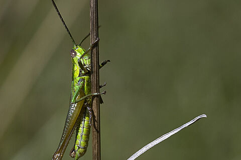 Sautelle verte sur une brindille
