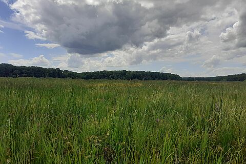 Vue d'une prairie avec un ciel nuageux