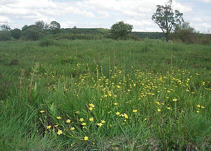 Prairie avec grandes herbes vertes