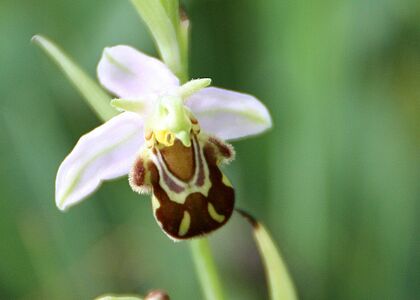 Orchidée sauvage blanche et marron