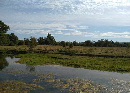 Vue sur une prairie humide avec un point d'eau