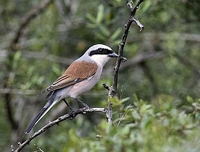 Oiseau aux plumes marrons et blanches - Agrandir l'image (fenêtre modale)