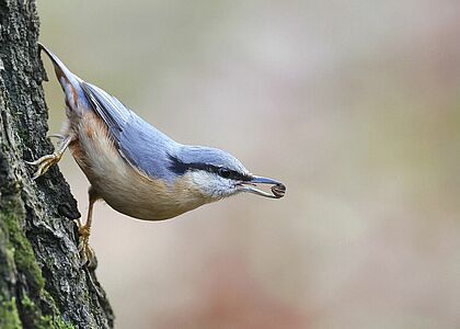 Oiseau à plumes bleues posé sur un tronc d'arbre