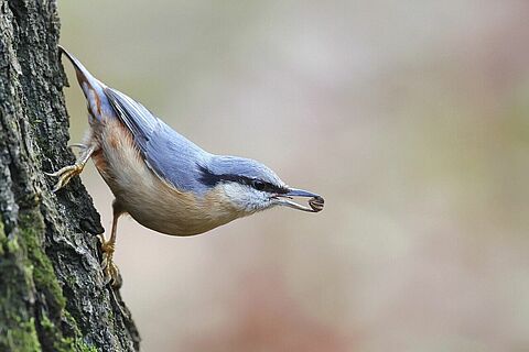 Oiseau à plumes bleues posé sur un tronc d'arbre